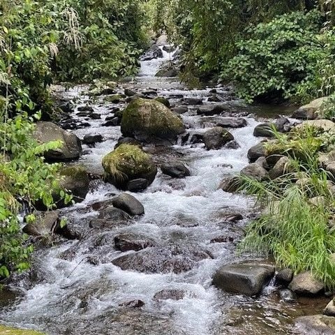 The Río Taus flowing through the estate's hardwood forest
