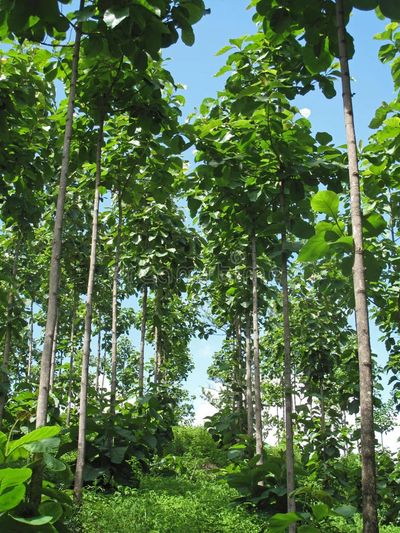 Lush coffee plantation on fertile Costa Rica land